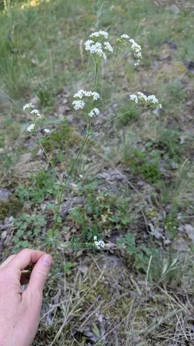 Waxy Bedstraw — photo by Kinga K