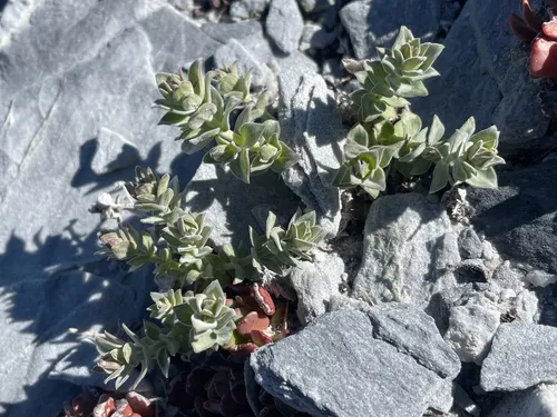 Gray's Bedstraw — photo by Christian Schwarz