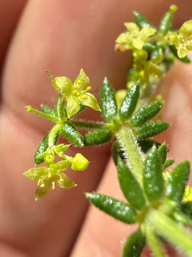 Hardham's Bedstraw — photo by Mike Butler