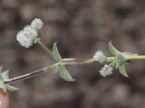 Hilend's Bedstraw (subsp. hilendiae) — photo by nathantay