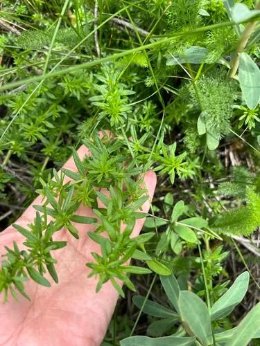 Spreading Bedstraw — photo by Наталья Пикалова