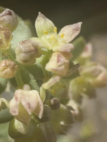 Alpine Bedstraw