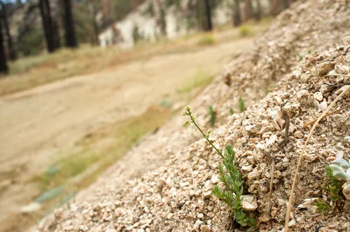 Jepson's Bedstraw — photo by Manzanita Dictionary