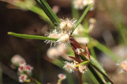 Johnston's Bedstraw — photo by Manzanita Dictionary
