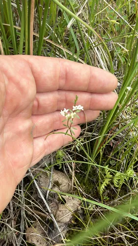 Northern Bog Bedstraw — photo by Jared Bland