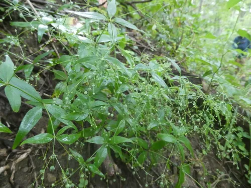 Purple Bedstraw — photo by forestseasons