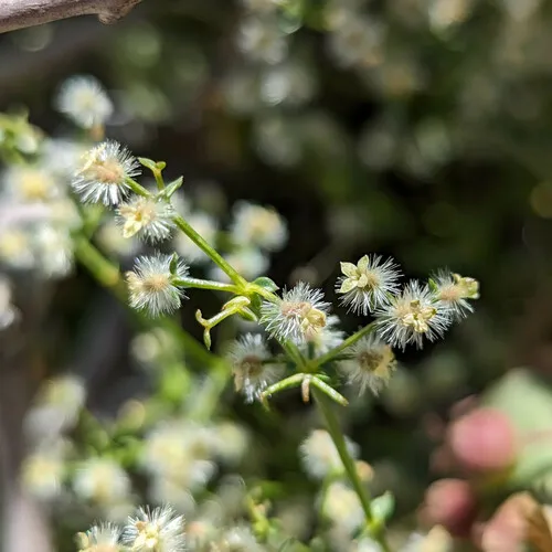 Bushy Bedstraw — photo by Dominic Gentilcore