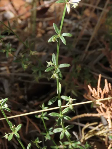 Bracted Bedstraw — photo by rolandwirth