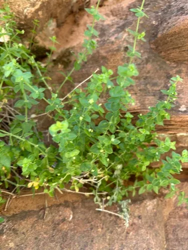 Shrubby Bedstraw — photo by Ash Moulton Lava