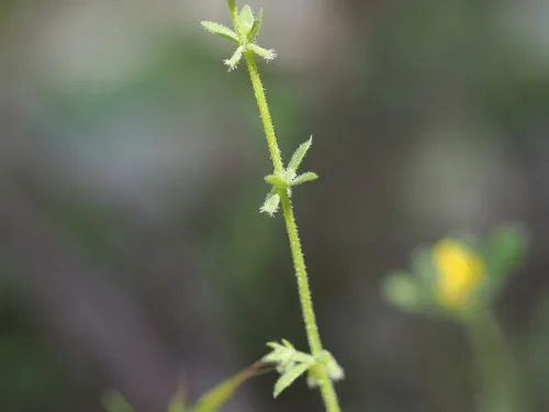 Yellow Wall Bedstraw — photo by Augustin Soulard