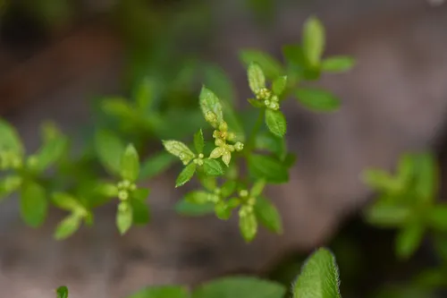Humboldt Bedstraw — photo by Trevor Van Loon