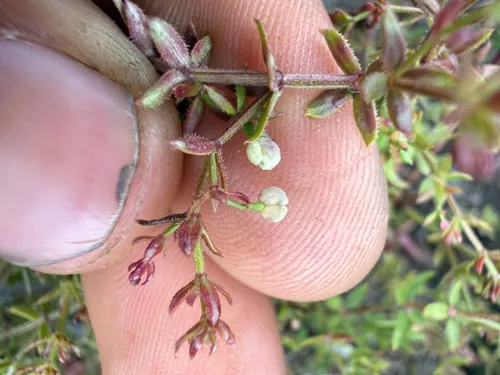 Climbing Bedstraw (subsp. insulare) — photo by Caleb Martinez