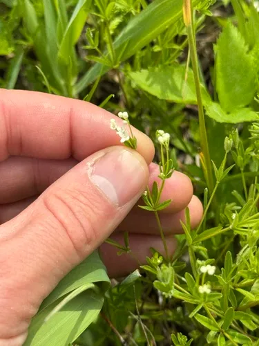 Bluntleaf Bedstraw