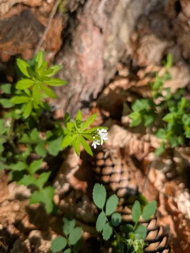 Sweetscented Bedstraw — photo by Lukas Feichtmeier