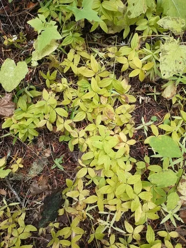 Oregon Bedstraw — photo by Drew Meyer