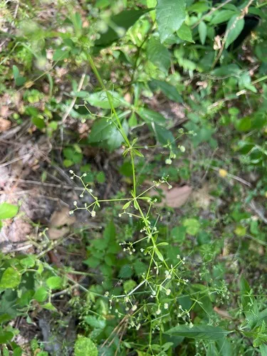 Bald Bedstraw