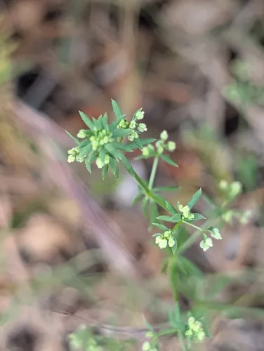 Wall Bedstraw — photo by Denis Bastianelli