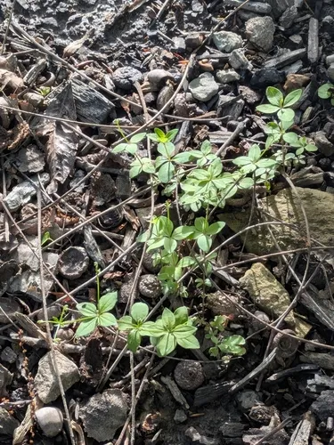 Hairy Bedstraw (var. pilosum) — photo by Sarah Dudding