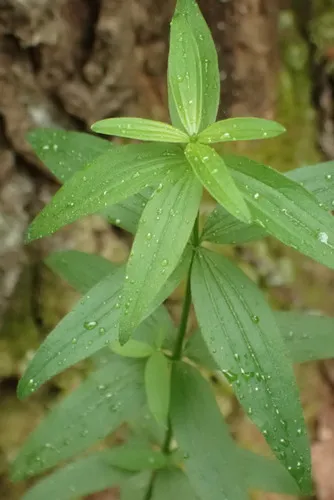 European Bedstraw — photo by Светлана Нестерова