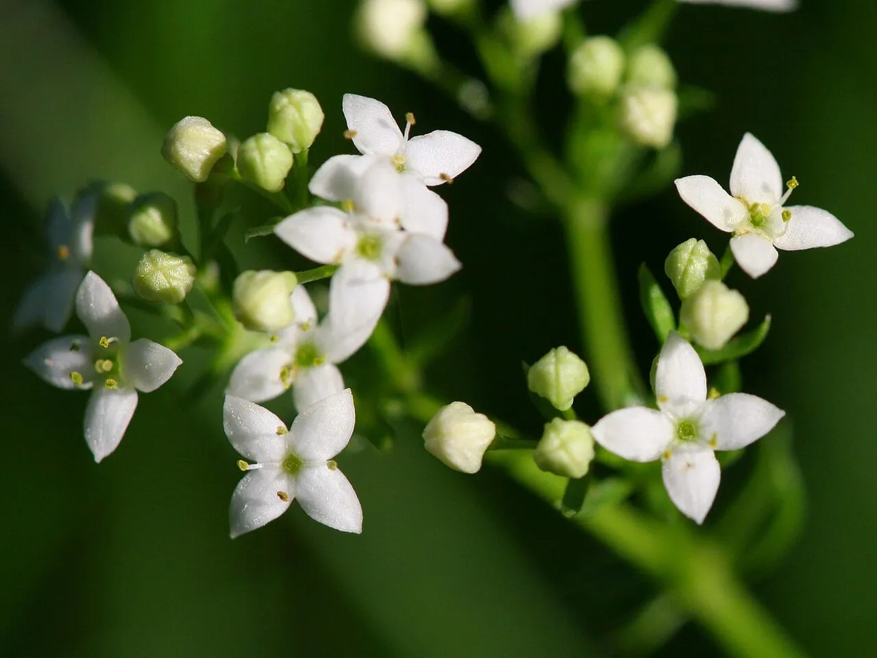 Heath Bedstraw — photo by Kristian Peters -- Fabelfroh 08:01, 29 June 2007 (UTC)