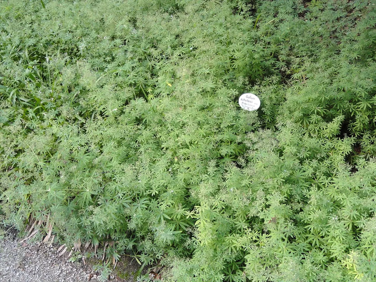 Schultes' Bedstraw — photo by Daderot