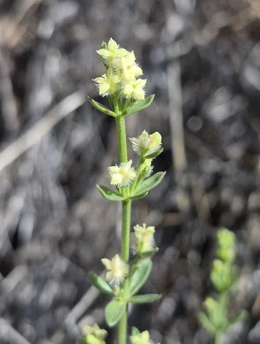 Intermountain Bedstraw — photo by Sarah L Larson