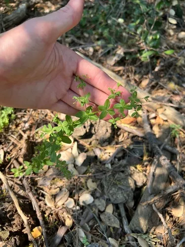 Sequoia Bedstraw — photo by Ryan Donnelly
