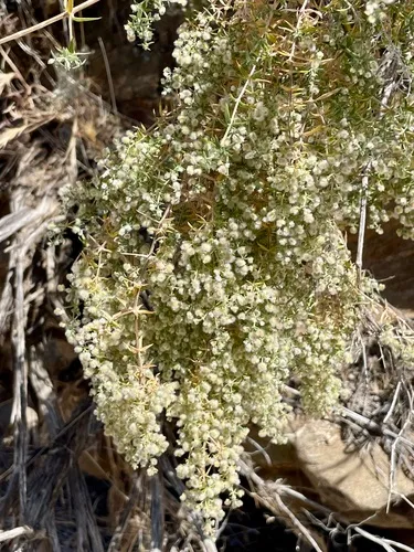 Starry Bedstraw — photo by Bonnie Nickel