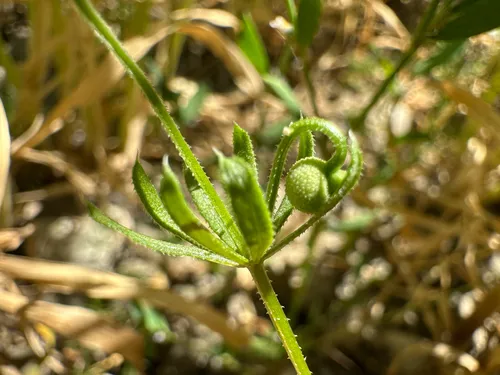 Roughfruit Corn Bedstraw — photo by Sebastian J. Dunkl