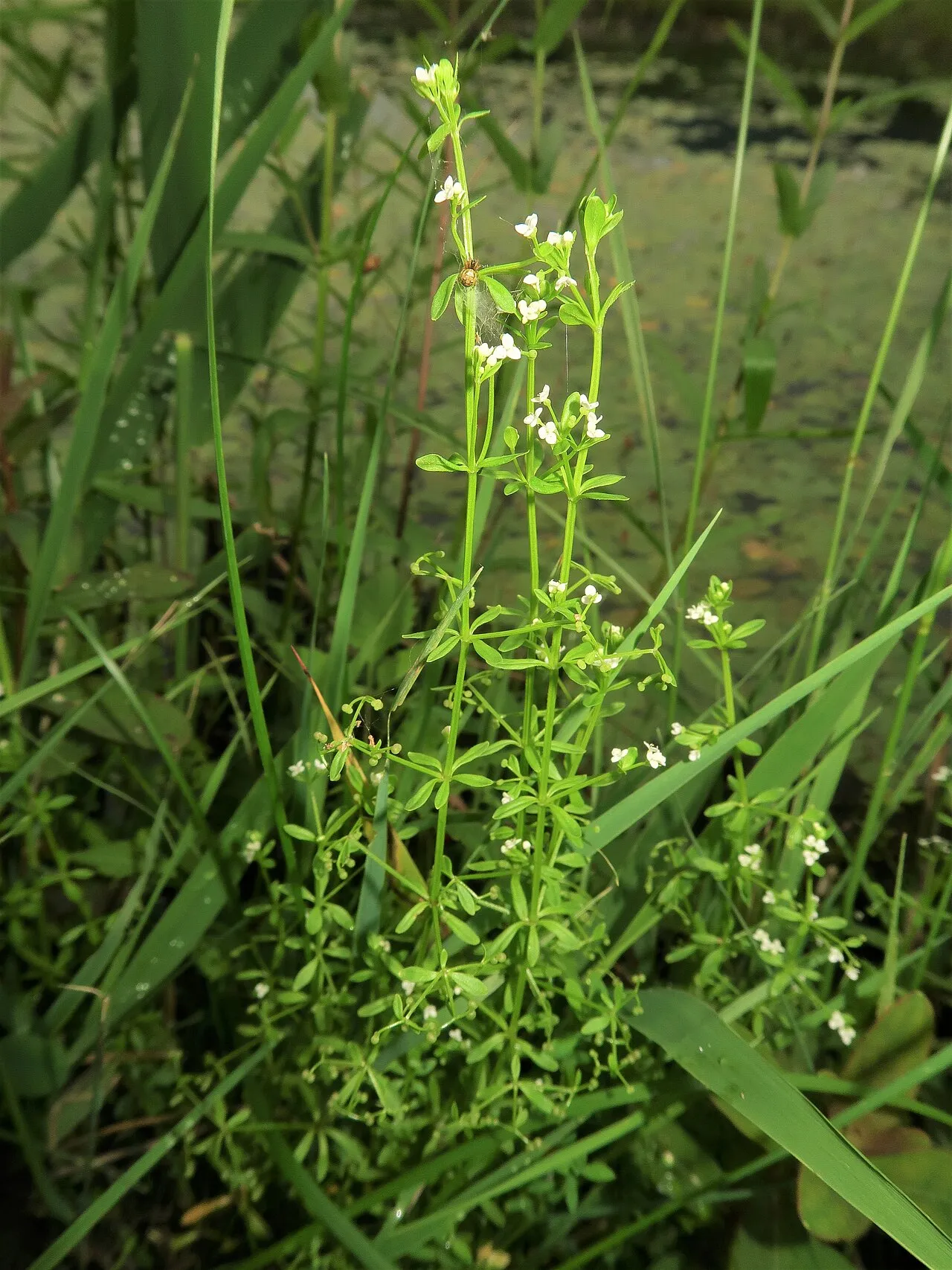 Threepetal Bedstraw (subsp. columbianum) — photo by Qwert1234