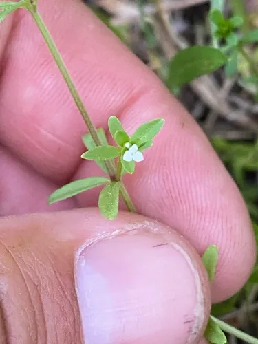 Threepetal Bedstraw — photo by jrmorris