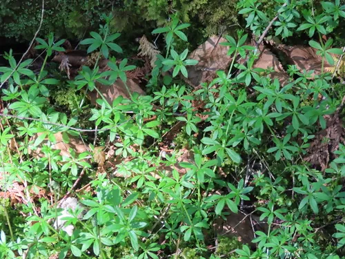 Fragrant Bedstraw — photo by vaughnp