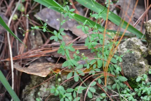 Bristly Bedstraw — photo by Neptalí Ramírez Marcial