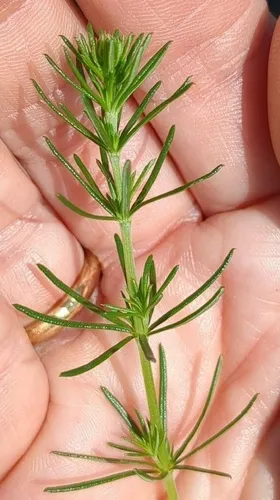 Yellow Spring Bedstraw — photo by Africa Gomez