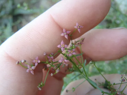 Wright's Bedstraw — photo by Dan Beckman