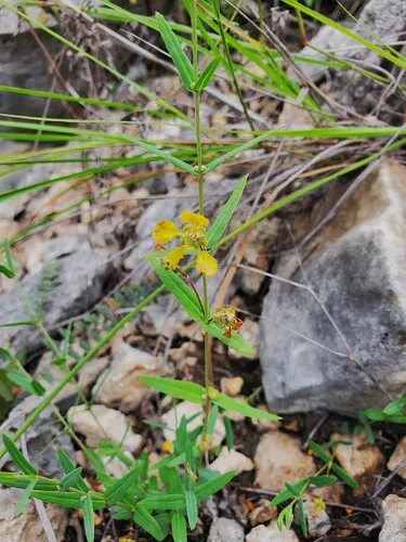 Narrowleaf Goldshower