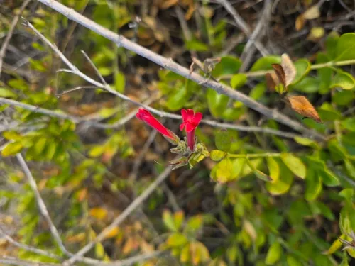 Showy Greenbright — photo by blake911