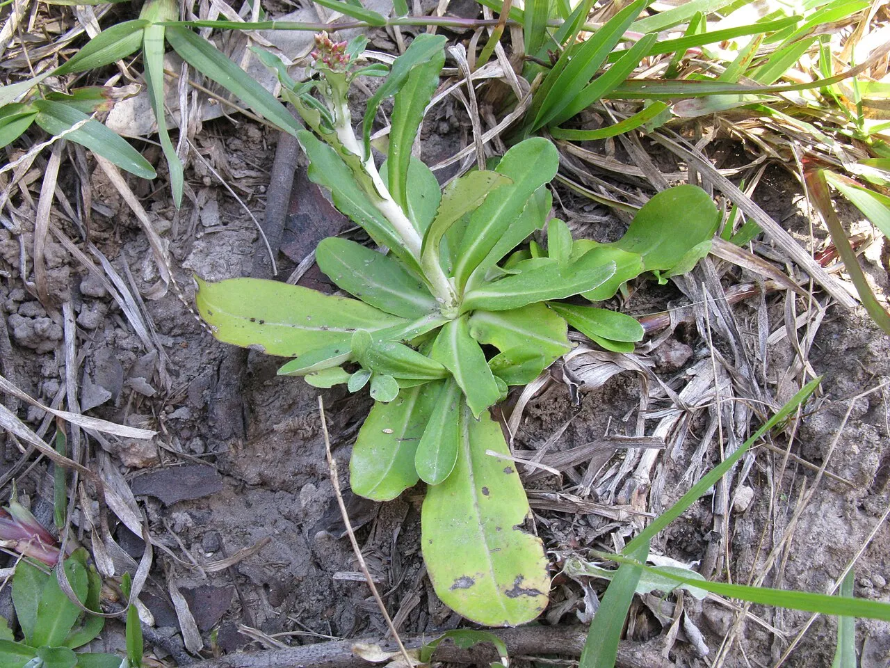 Gray Everlasting