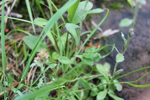 Spoonleaf Purple Everlasting — photo by oly19