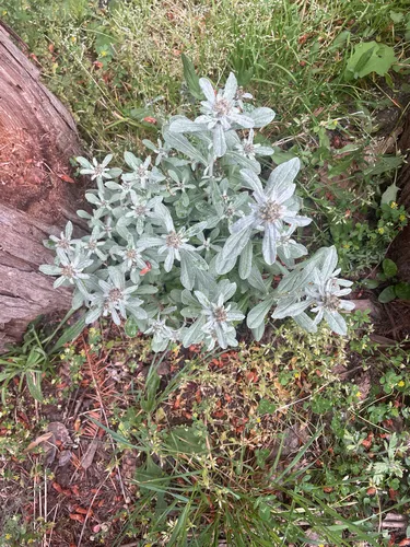 Featherweed — photo by mcastiglioni