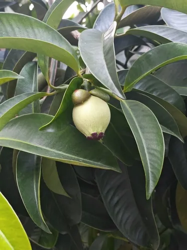 Mangosteen