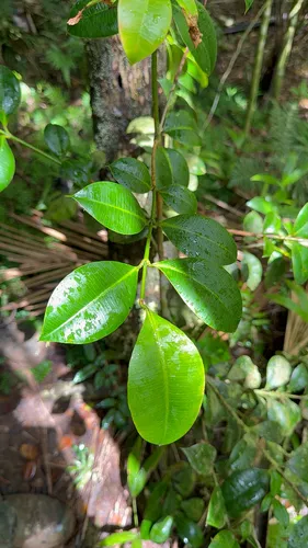 Palo De Cruz