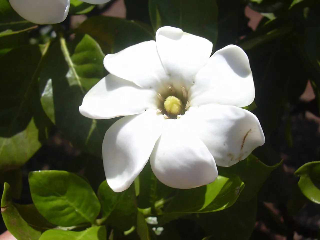 Forest Gardenia — photo by Forest & Kim Starr