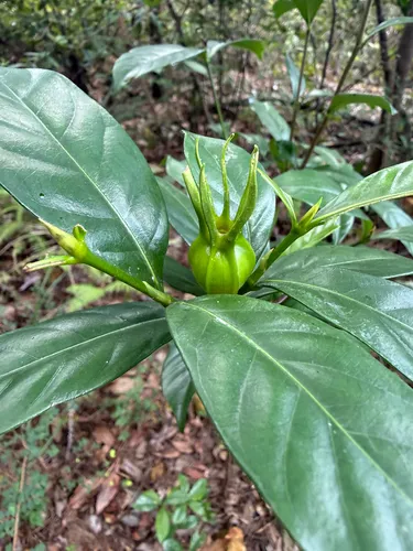 Cape Jasmine
