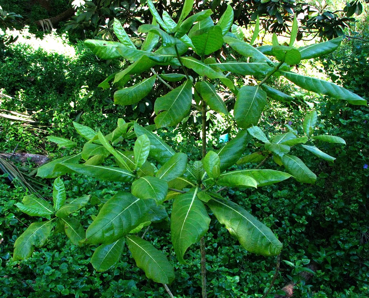 Oahu Gardenia