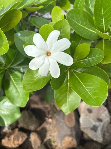 Tahitian Gardenia