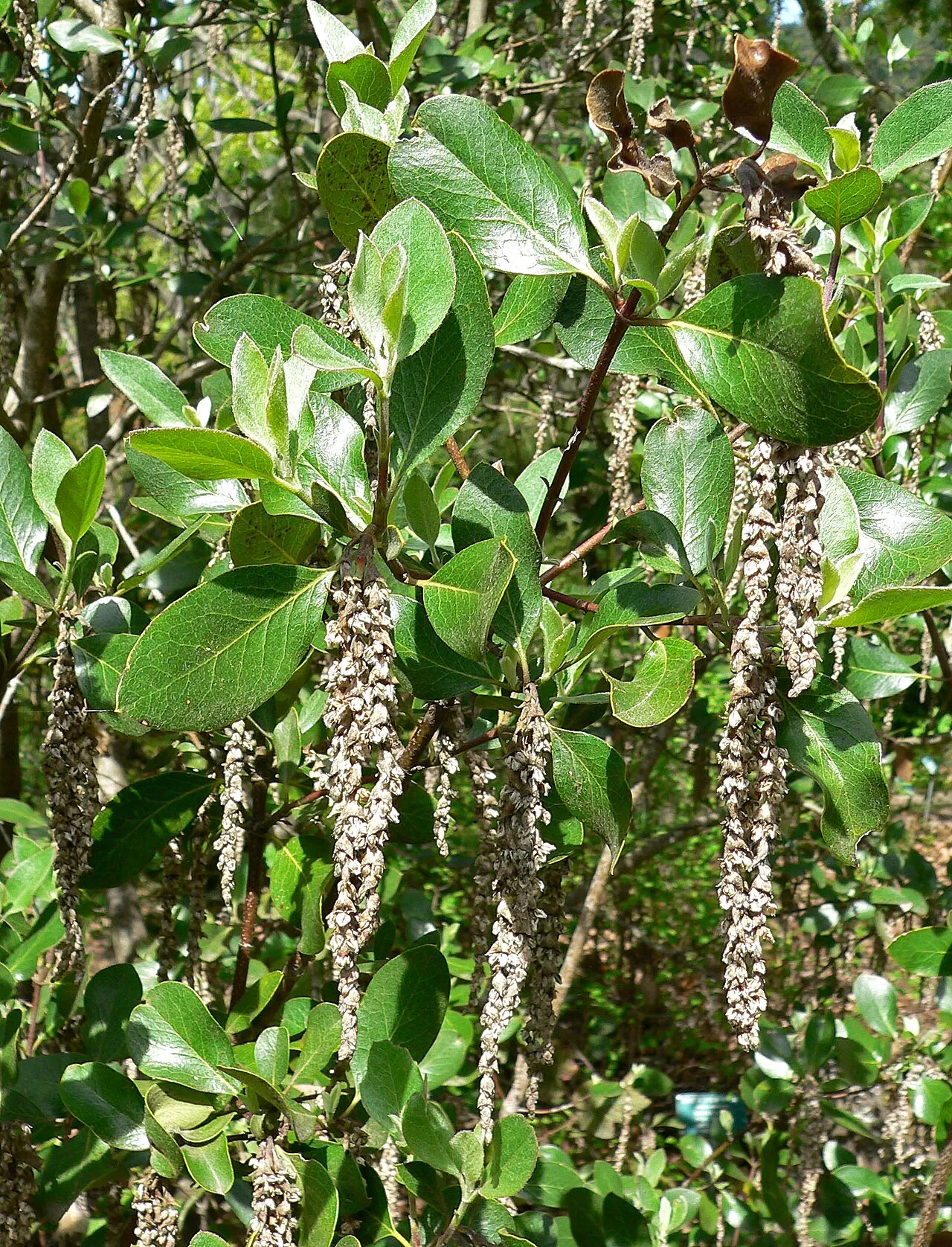 Dwarf Silktassel