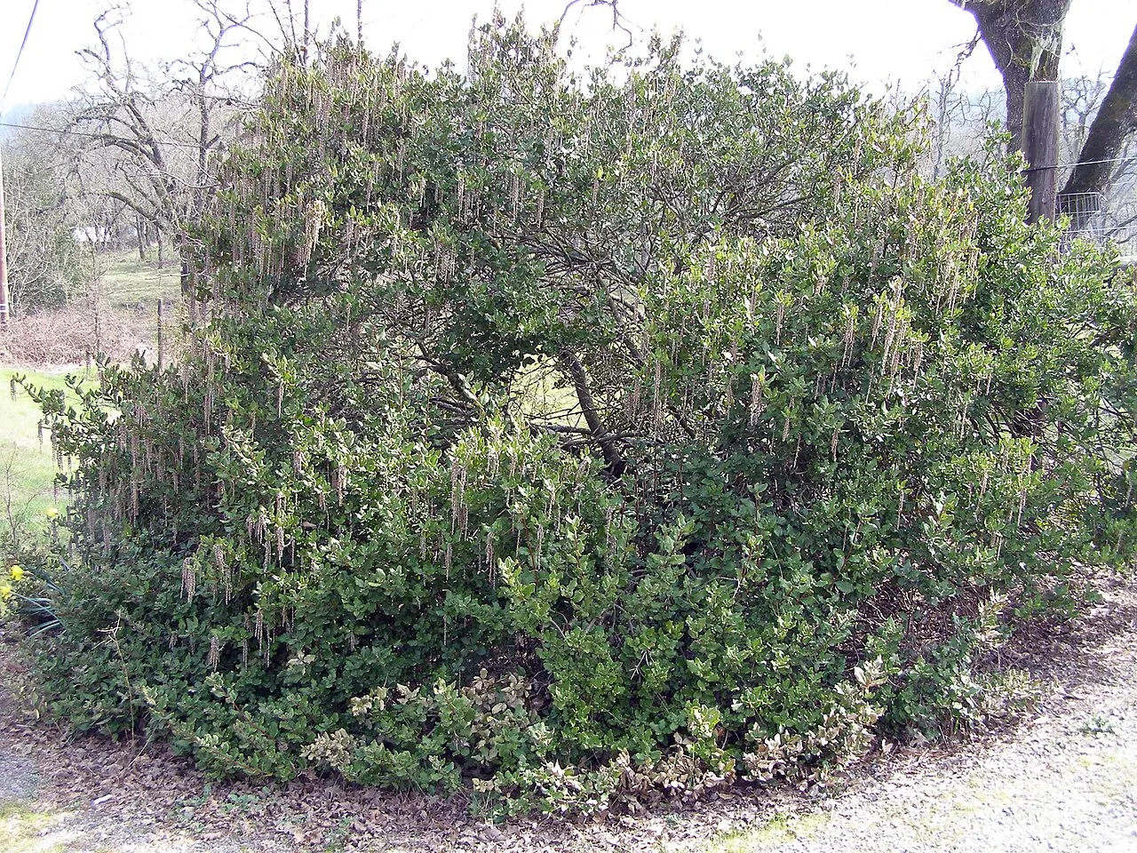 Chaparral Silktassel