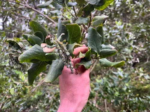 Wavyleaf Silktassel