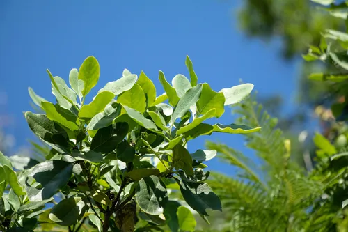 Eggleaf Silktassel
